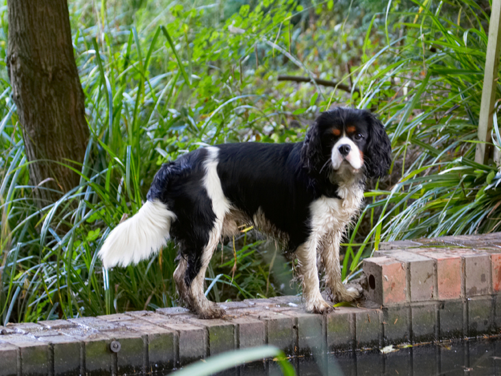 Dog, Dogs, Jasper, King Charles Spaniel, Spaniels, Tongue