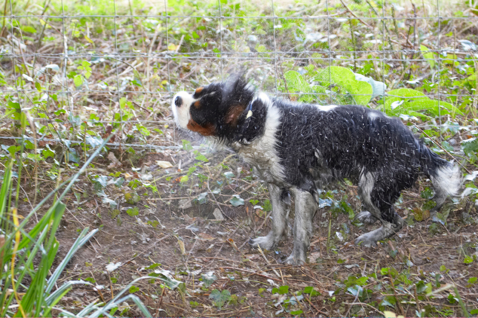 Shake, rattle and .............