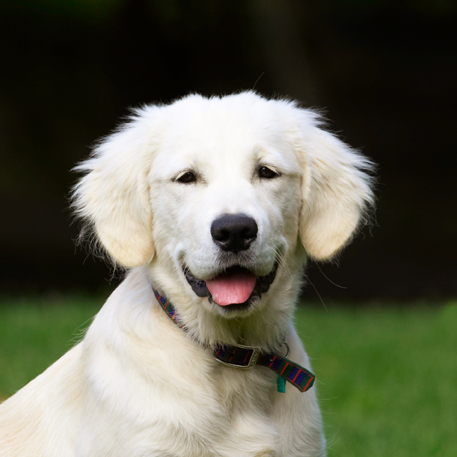 Dog, Dogs, Golden Retriever, Lily, Tongue