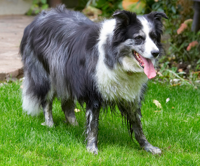 Border Collie, Collies, Dog, Dogs, Polly, Tongue