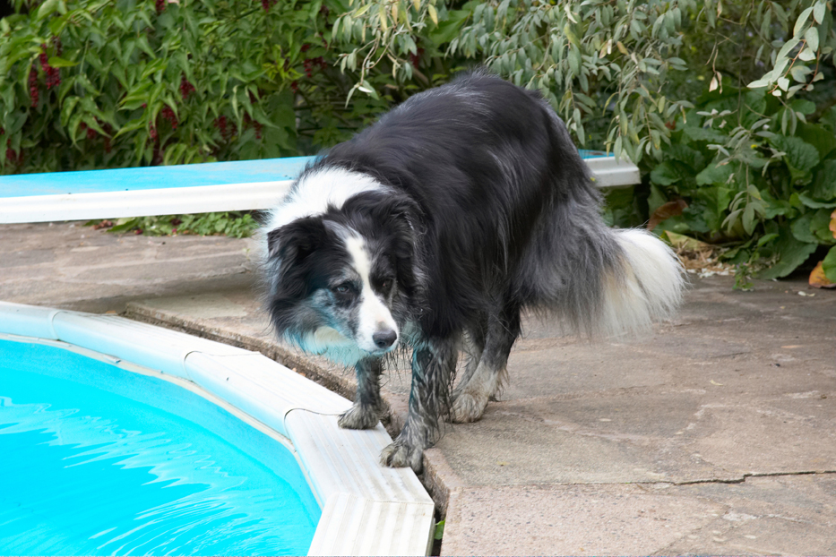 Hey, have you seen the size of this water bowl?
