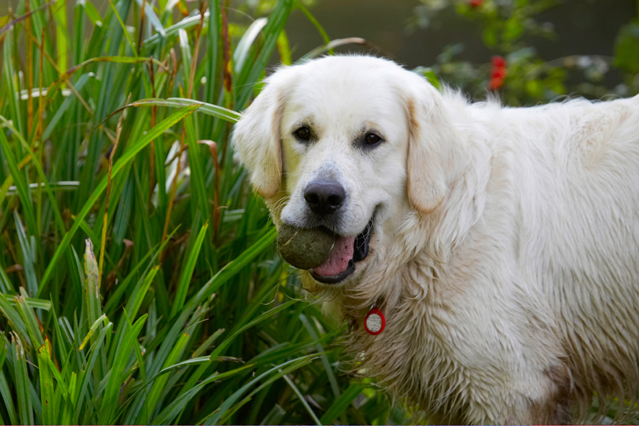 Bramley, Dog, Dogs, Golden Retriever, Retrievers