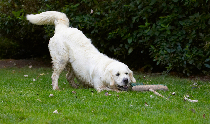 Bramley, Dog, Dogs, Golden Retriever, Retrievers
