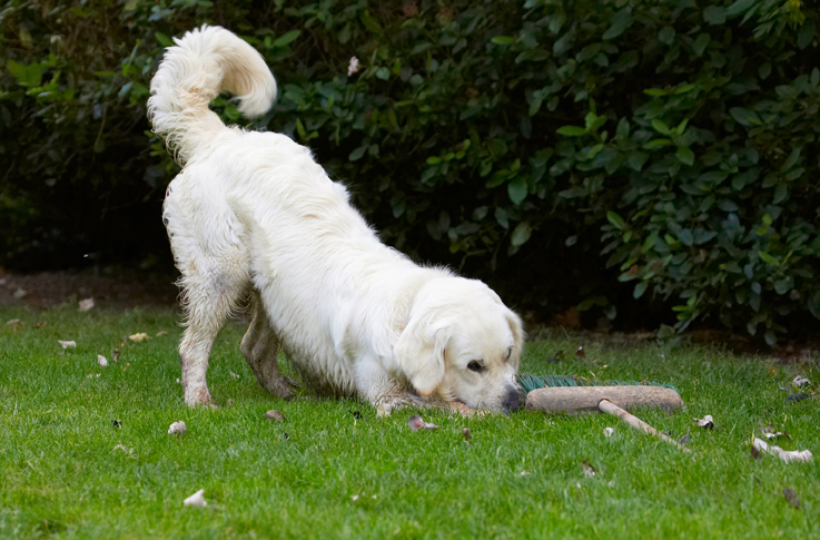 Bramley, Dog, Dogs, Golden Retriever, Retrievers