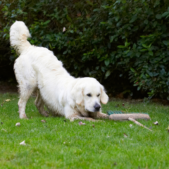 Bramley, Dog, Dogs, Golden Retriever, Retrievers