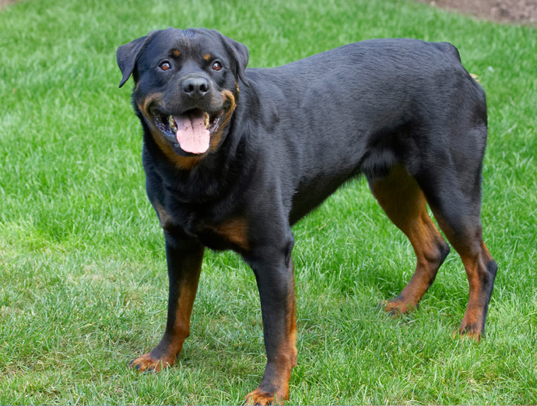 Dog, Dogs, Hugo, Rottweiler, Rottweilers, Tongue
