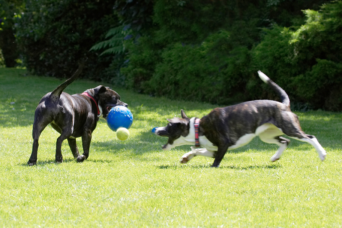 Going in for the catch