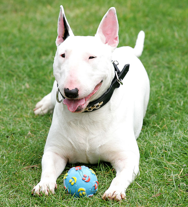 Bella the Bull Terrier