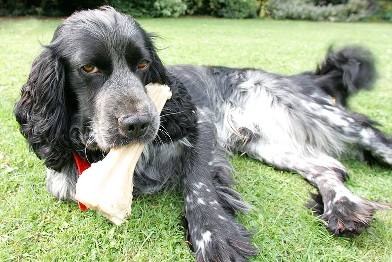 Bracken