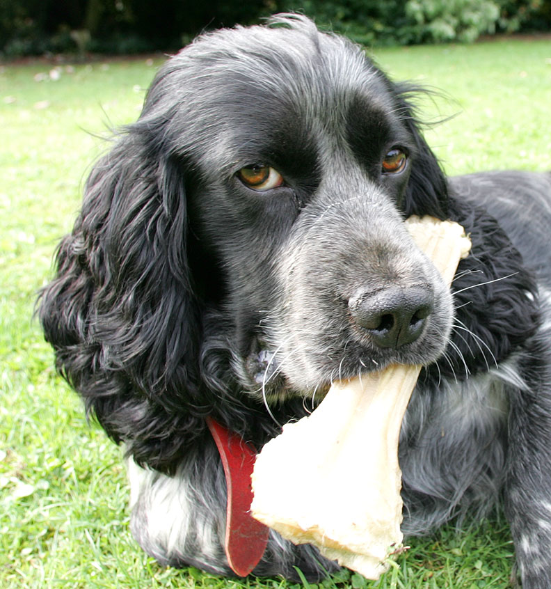 Bracken