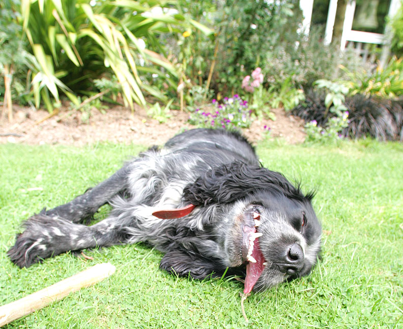 Bracken Relaxing