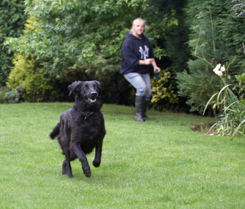 Animal, Animals, Canine, Canines, Dog, Dogs, Flatcoated Retriever, Land Mammal, Land Mammals, Mammal, Mammals, Play, Playing, Playtime, Retrievers, Sam, Sasha, Terrestrial Mammal, Terrestrial Mammals