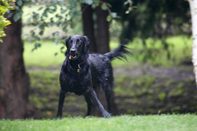 Animal, Animals, Canine, Canines, Dog, Dogs, Flatcoated Retriever, Land Mammal, Land Mammals, Mammal, Mammals, Play, Playing, Playtime, Retrievers, Sasha, Terrestrial Mammal, Terrestrial Mammals