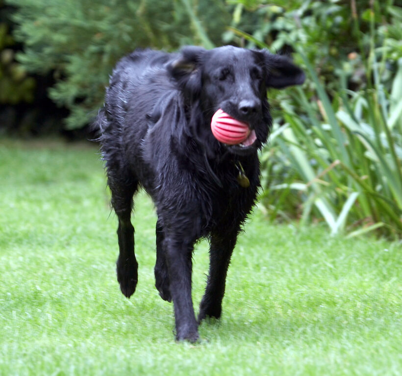 Animal, Animals, ball, Canine, Canines, Dog, Dogs, Flatcoated Retriever, Land Mammal, Land Mammals, Mammal, Mammals, Play, Playing, Playtime, Retrievers, Sasha, Terrestrial Mammal, Terrestrial Mammals