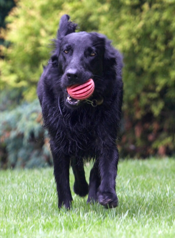 Animal, Animals, ball, Canine, Canines, Dog, Dogs, Flatcoated Retriever, Land Mammal, Land Mammals, Mammal, Mammals, Play, Playing, Playtime, Retrievers, Sasha, Terrestrial Mammal, Terrestrial Mammals