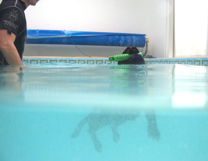 Fred, Labrador, Pool, Ross, Swimming, Swimming pool
