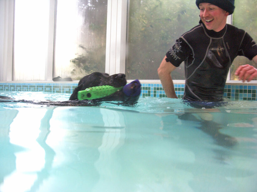 Fred, Labrador, Pool, Ross, Swimming, Swimming pool