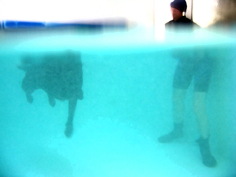 Fred, Labrador, Pool, Ross, Swimming, Swimming pool