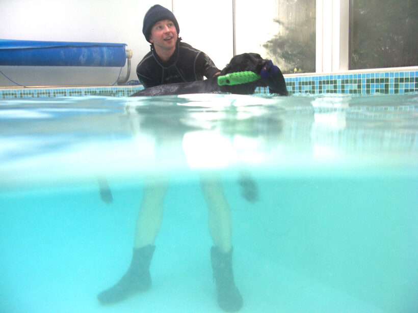 Fred, Labrador, Pool, Ross, Swimming, Swimming pool
