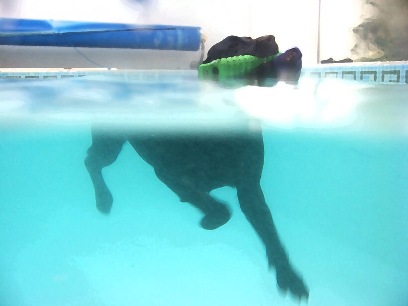 Fred, Labrador, Pool, Ross, Swimming, Swimming pool