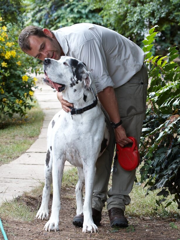 Dog, Dogs, Gracie, Great Dane, Leo, Lucies Farm