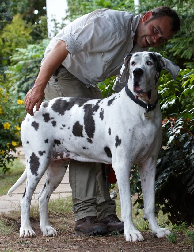 Dog, Dogs, Gracie, Great Dane, Leo, Lucies Farm
