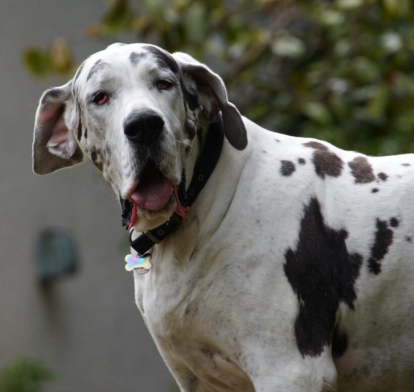 Dog, Dogs, Gracie, Great Dane, Lucies Farm