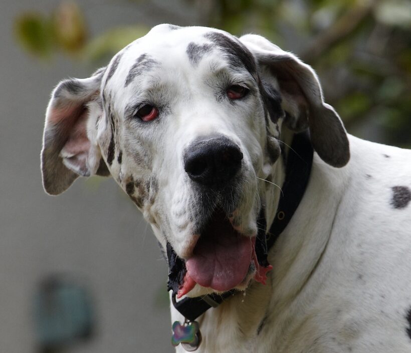 Dog, Dogs, Gracie, Great Dane, Lucies Farm