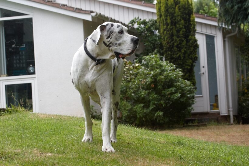 Dog, Dogs, Gracie, Great Dane, Lucies Farm