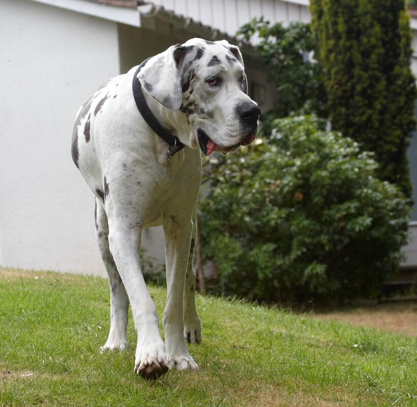 Dog, Dogs, Gracie, Great Dane, Lucies Farm