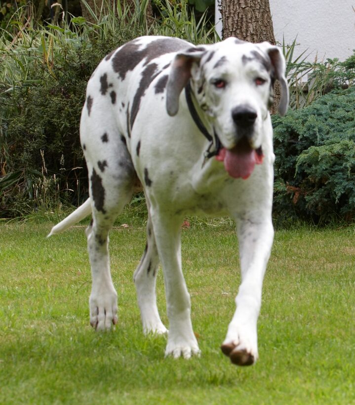Dog, Dogs, Gracie, Great Dane, Lucies Farm