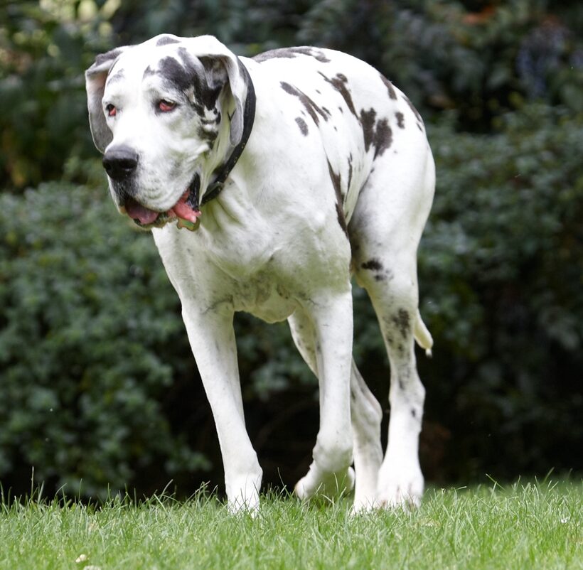 Dog, Dogs, Gracie, Great Dane, Lucies Farm