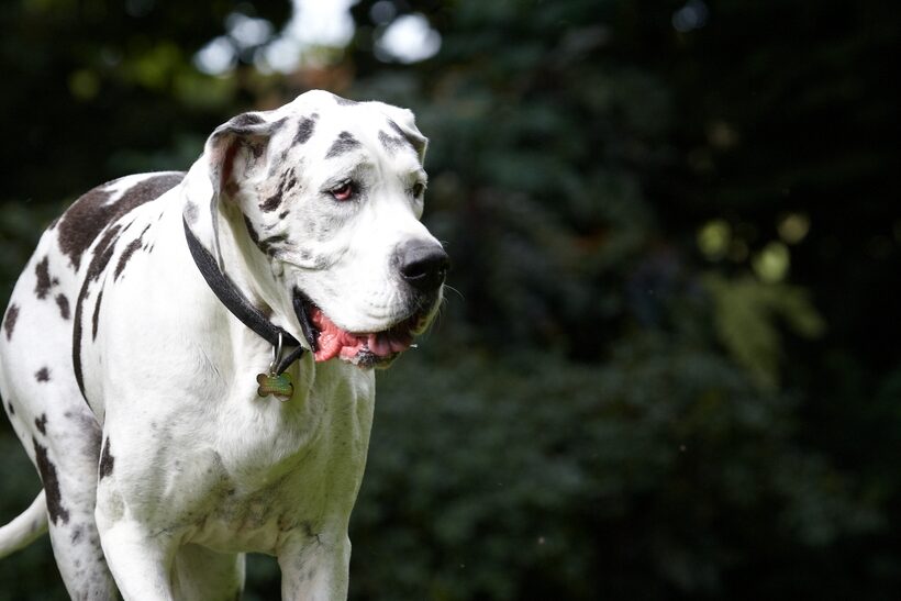Dog, Dogs, Gracie, Great Dane, Lucies Farm