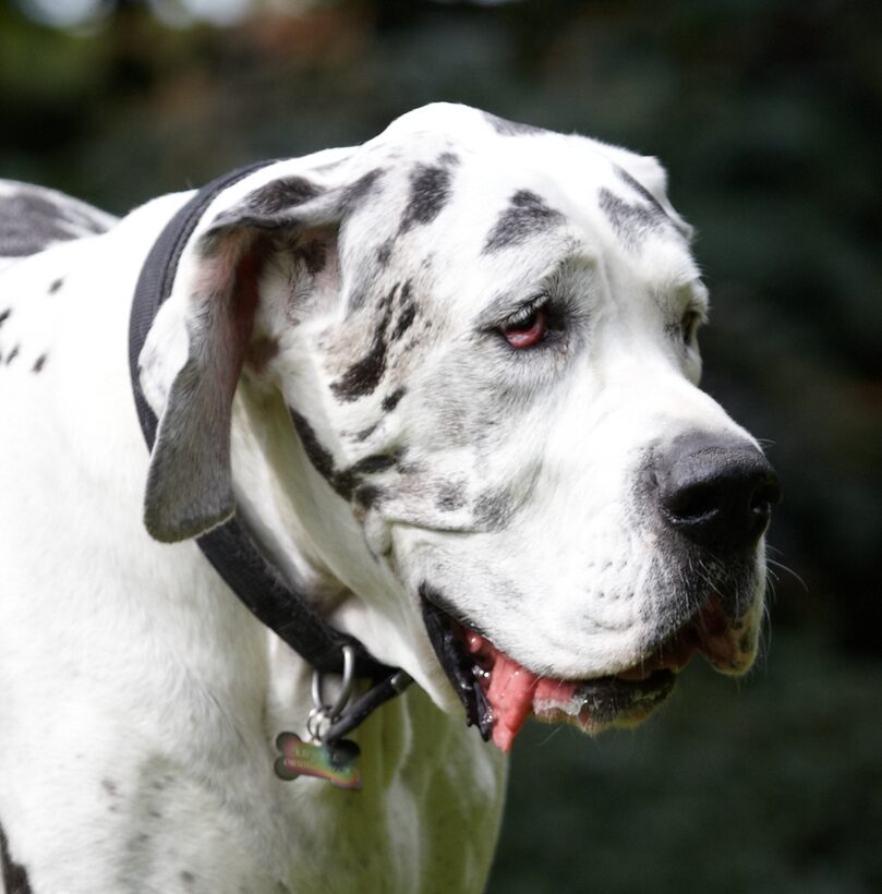 Dog, Dogs, Gracie, Great Dane, Lucies Farm