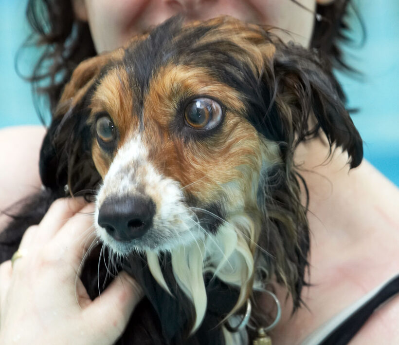 Animal, Animals, Canine, Canines, Collie, Collies, Dog, Dogs, Gina, Land Mammal, Land Mammals, Molly, Pool, Swimming, Terrestrial Mammal, Terrestrial Mammals