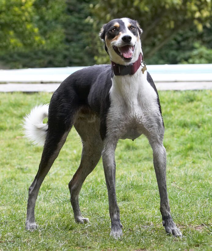 Dogs, Playing, Play, Murphy, Lurchers, Lurcher, Laughing, Laugh, Land Mammals, Land Mammal, Animal, Animals, Canine, Canines, Dog, Playtime, Smile, Smiling, Terrestrial Mammal, Terrestrial Mammals, Tongue