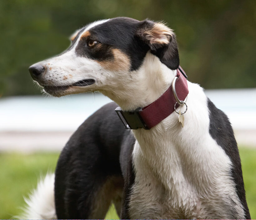 Animal, Animals, Canine, Canines, Dog, Dogs, Land Mammal, Land Mammals, Lurcher, Lurchers, Murphy, Play, Playing, Playtime, Terrestrial Mammal, Terrestrial Mammals