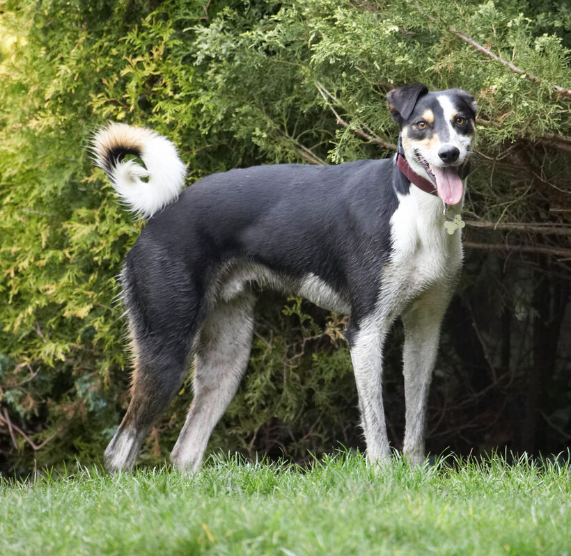 Animal, Animals, Canine, Canines, Dog, Dogs, Land Mammal, Land Mammals, Lurcher, Lurchers, Murphy, Play, Playing, Playtime, Terrestrial Mammal, Terrestrial Mammals