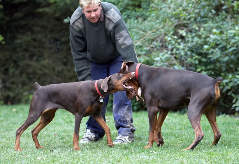 Animal, Animals, Ben, Canine, Canines, Doberman, Dobermans, Dog, Dogs, Jess, Land Mammal, Land Mammals, Pinscher, Play, Playing, Playtime, stick, Terrestrial Mammal, Terrestrial Mammals, Toby, Tug-o-war