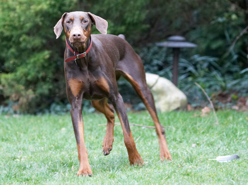 Animal, Animals, Canine, Canines, Doberman, Dobermans, Dog, Dogs, Jess, Land Mammal, Land Mammals, Pinscher, Play, Playing, playtime, Terrestrial Mammal, Terrestrial Mammals, Toby