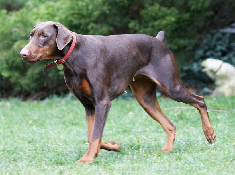 Animal, Animals, Canine, Canines, Doberman, Dobermans, Dog, Dogs, Jess, Land Mammal, Land Mammals, Pinscher, Play, Playing, playtime, Terrestrial Mammal, Terrestrial Mammals, Toby