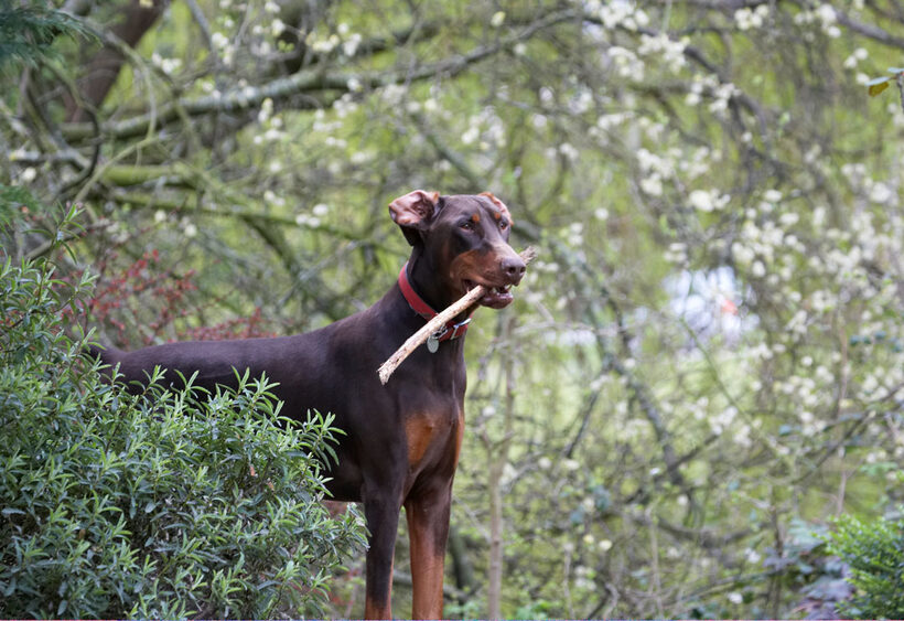Animal, Animals, Canine, Canines, Doberman, Dobermans, Dog, Dogs, Jess, Land Mammal, Land Mammals, Pinscher, Play, Playing, playtime, Terrestrial Mammal, Terrestrial Mammals, Toby