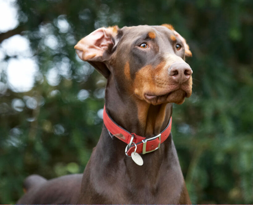 Animal, Animals, Canine, Canines, Doberman, Dobermans, Dog, Dogs, Jess, Land Mammal, Land Mammals, Pinscher, Play, Playing, playtime, Terrestrial Mammal, Terrestrial Mammals, Toby