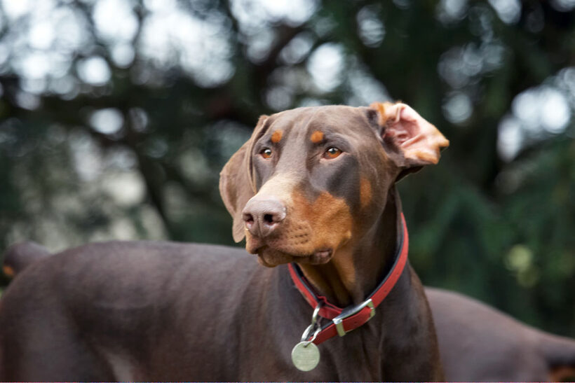 Animal, Animals, Canine, Canines, Doberman, Dobermans, Dog, Dogs, Jess, Land Mammal, Land Mammals, Pinscher, Play, Playing, playtime, Terrestrial Mammal, Terrestrial Mammals, Toby