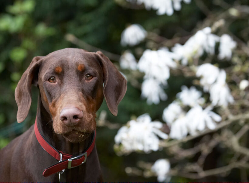 Animal, Animals, Canine, Canines, Doberman, Dobermans, Dog, Dogs, Jess, Land Mammal, Land Mammals, Pinscher, Play, Playing, playtime, Terrestrial Mammal, Terrestrial Mammals, Toby