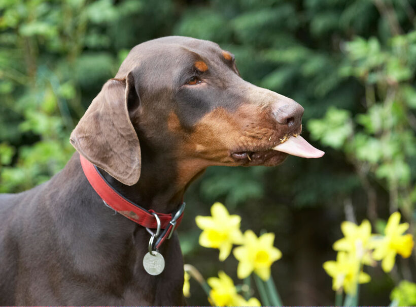 Animal, Animals, Butter, Canine, Canines, Doberman, Dobermans, Dog, Dogs, Jess, Land Mammal, Land Mammals, Peanut, Pinscher, Play, Playing, Playtime, Terrestrial Mammal, Terrestrial Mammals, Toby, tongue