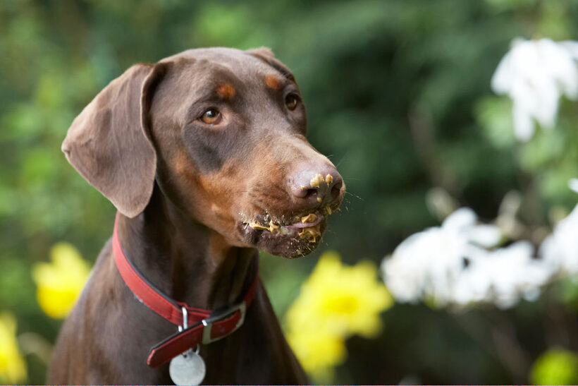 Animal, Animals, butter, Canine, Canines, Doberman, Dobermans, Dog, Dogs, Jess, Land Mammal, Land Mammals, Peanut, Pinscher, Play, Playing, Playtime, Terrestrial Mammal, Terrestrial Mammals, Toby