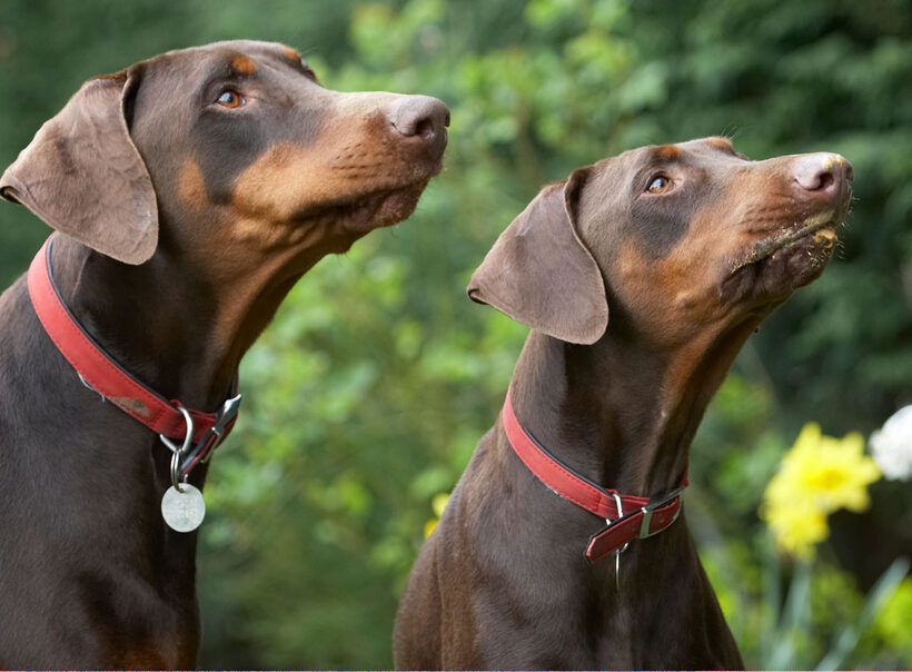 Animal, Animals, Canine, Canines, Doberman, Dobermans, Dog, Dogs, Jess, Land Mammal, Land Mammals, Pinscher, Play, Playing, playtime, Terrestrial Mammal, Terrestrial Mammals, Toby