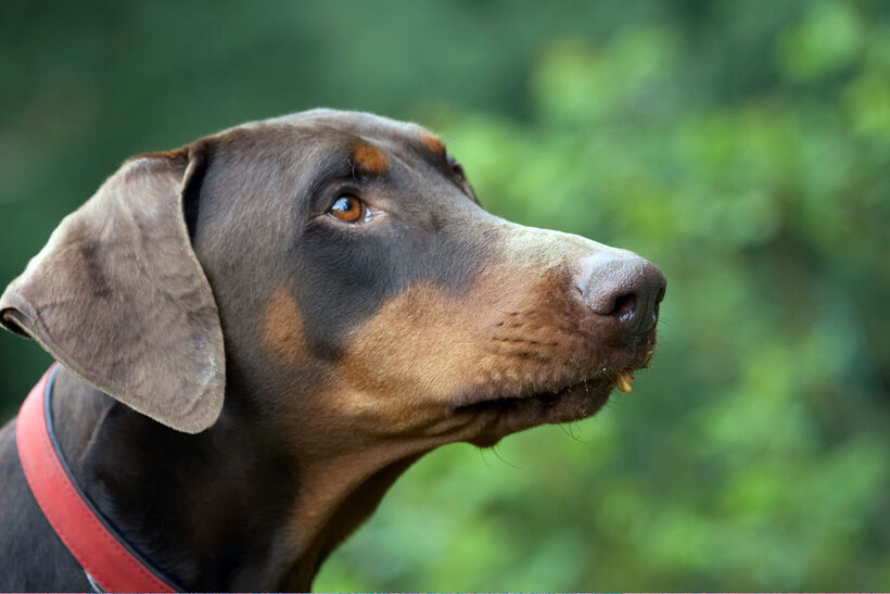 Animal, Animals, butter, Canine, Canines, Doberman, Dobermans, Dog, Dogs, Jess, Land Mammal, Land Mammals, Peanut, Pinscher, Play, Playing, Playtime, Terrestrial Mammal, Terrestrial Mammals, Toby