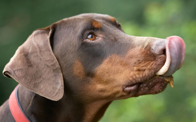 Animal, Animals, Butter, Canine, Canines, Doberman, Dobermans, Dog, Dogs, Jess, Land Mammal, Land Mammals, Peanut, Pinscher, Play, Playing, Playtime, Terrestrial Mammal, Terrestrial Mammals, Toby, tongue